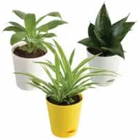 air purifying indoor plant trio set