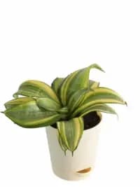 air purifying snake plant with recycled pot