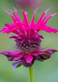 bee friendly wildflower seed bombs