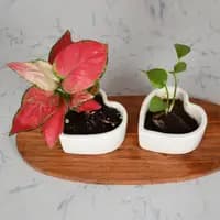 ceramic pots for plants heart shape