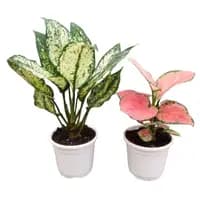 comboo aglaonema white red plant