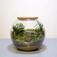 diy terrarium kit with live moss & plants