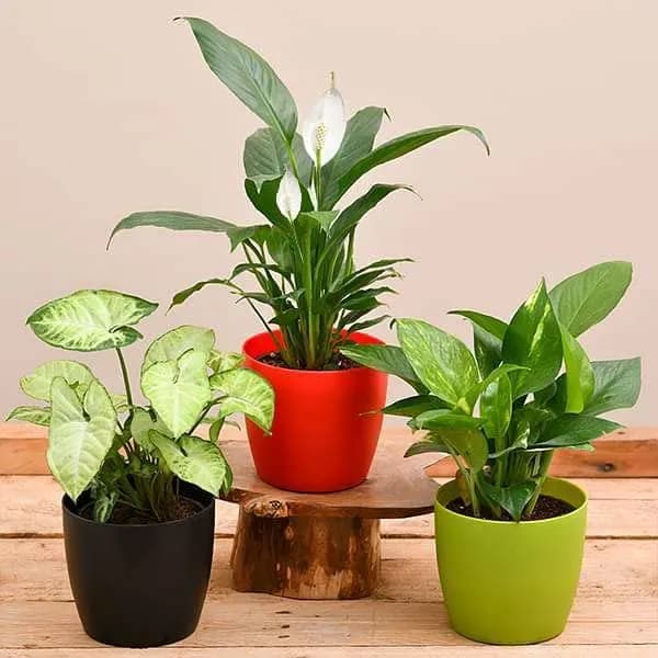 indoor plant decor set with name tags