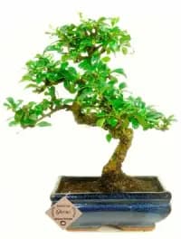 live bonsai tree in a bonsai pot