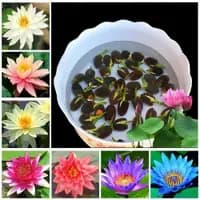 lotus flower seeds