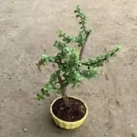 mini bonsai tree with decorative ceramic pot