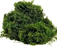natural green dried moss grass