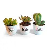 plant gift for best wife
