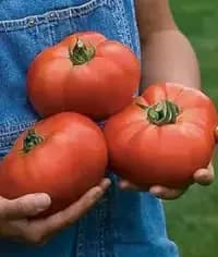 rare heirloom tomato seed collection