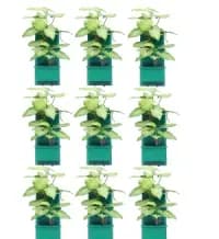 vertical wall planter with drip irrigation